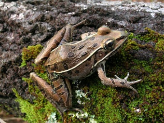 Southern Leopard Frog | Outdoor Alabama